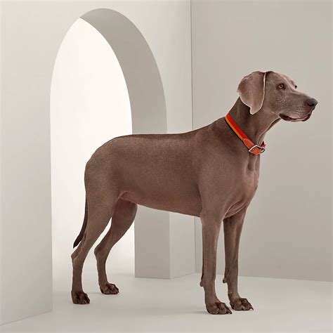 hermes equestrian dog collars